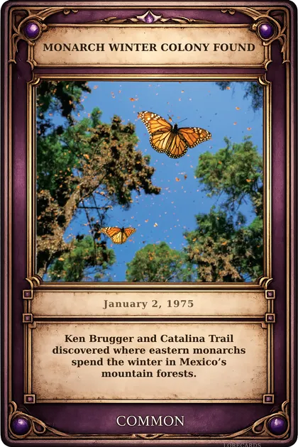 Monarch Winter Colony Found